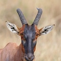 Damalisque ou Topi .(damaliscus lunatus) Masai Mara .Kénya