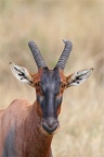 Damalisque ou Topi .(damaliscus lunatus) Masai Mara .Kénya