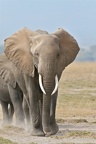Jeune matriarche en tête.Amboseli .Kénya