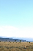 Lionne dans la plaine de Masai Mara.Kénya