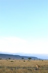 Lionne dans la plaine de Masai Mara.Kénya