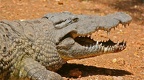 Gros "croco" .Meru. Kénya