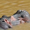 Hippopotame dans la rivière Mara. Kénya