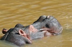 Hippopotame dans la rivière Mara. Kénya