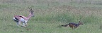 Impala chassant un chacal! :"Le monde à l'envers" MM .Kénya 