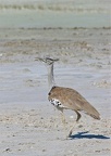 Outarde Kori .(Ardeotis kori ) Etosha . Namibie