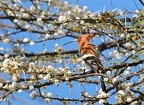 Huppe africaine dans un acacia en fleurs 