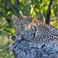 Leopard .Etosha .Namibie