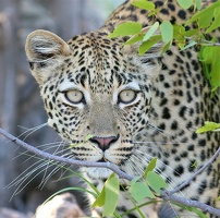 Portrait de léopard.Etosha.Namibie