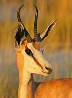 Springbok (antidorcas marsupialis) Etosha. Namibie
