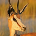 Springbok (antidorcas marsupialis) Etosha. Namibie