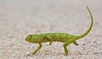 Caméléon traversant la piste. Etosha .Namibie