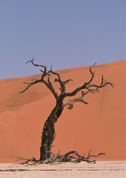 Deadvlei.La vallée de la mort. Namibie