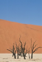 Deadvlei.La vallée de la mort. Namibie