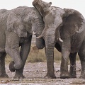 Gros calin entre 2 Gros mâles ! Etosha. Namibie