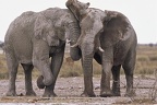 Gros calin entre 2 Gros mâles ! Etosha. Namibie