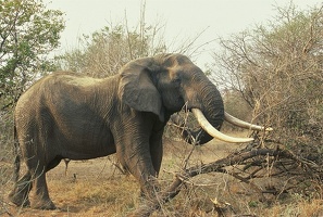Big tusker (Gros porteur) .Kruger Park. Af. sud