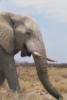 Eléphant "blanc" d'Etosha. Namibie