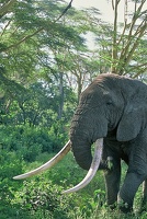 Vieux mâle  Gros porteur .Forêt de Lerai. Cratère du Ngorongoro. Tanzanie 