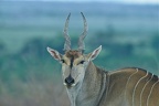 Jeune éland du Cap. Masai Mara . kénya