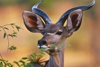 Grand Koudou .Okavango.Bostwana