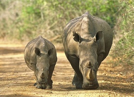 Femelle rhino blanc et son jeune .Ithala. Afrique du sud