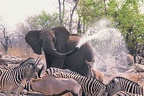 Douche collective!!! au point d'au .Etosha.Namibie