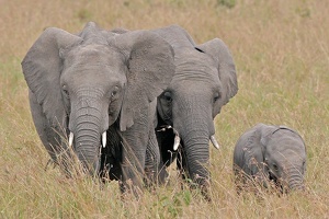 Deux jeunes femelles et un petit .Masai Mara .Kénya