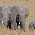 Deux jeunes femelles et un petit .Masai Mara .Kénya