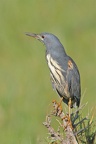 Héron crabier.Masai Mara .Kénya