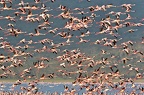 Envol de flamants roses.Lac Nakuru Kénya