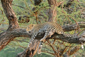 Léopard en pleine action! Samburu . Kénya