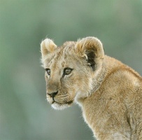 Lionceau . Amboseli . Kénya