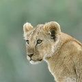 Lionceau . Amboseli . Kénya