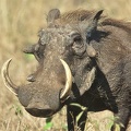 Gros "phaco" mâle .Masai Mara . Kénya