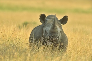 Rhinocéros noir .Masai Mara . Kénya