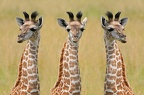 Triptyque de girafon  (montage) 
