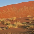 Dunes rouges de Sossusvlei à l'aube. Namibie