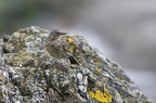 Pipit maritime