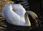 cygne