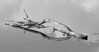 miroir