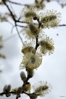 Bourgeons de saule