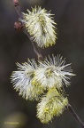  MG 8179b
