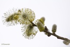 Bourgeons de saule
