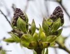Bourgeons de lilas