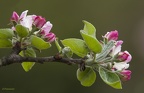 Fleurs de pommier