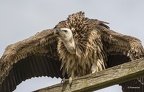Vautour