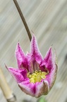 1305 5D0611