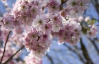Cerisier du Japon