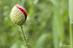 Coquelicot